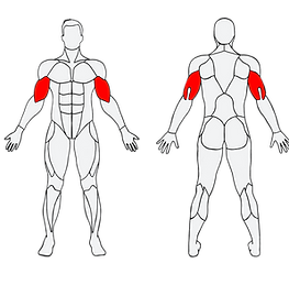 muscles sollicités