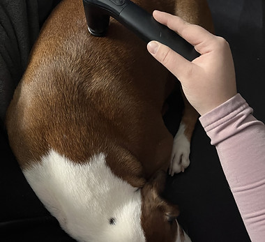 NovafonHund.jpg