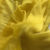 Thumbnail: Bright Yellow Chiffon
