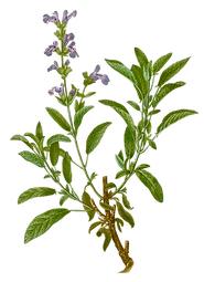 sage.png