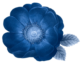 Blue-Flower.png