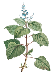 mint.png