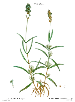 lavender-3.png
