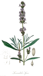 lavender-2.png