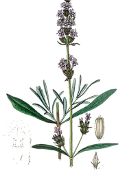 lavender-2.png