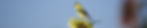 a pretty bird perched on a sunflower