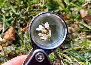 Pflanzenkartierung auf Exkursionen