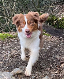 educateur canin la roche sur yon