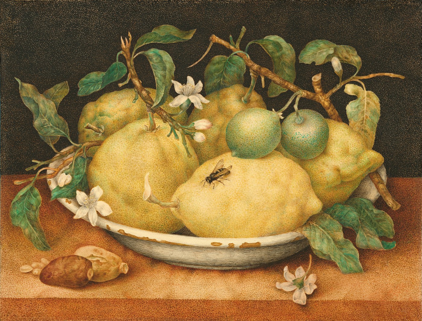 Giovanna Garzoni, Still Life with Bowl of Citrons (late 1640s), tempera on vellum, a shallow dish of yellow citrons with leaves and blossoms rendered in fine stippled detail.