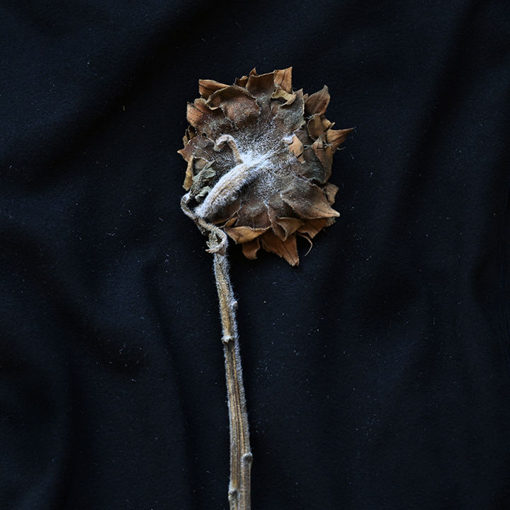 Thumbnail: Sunflower