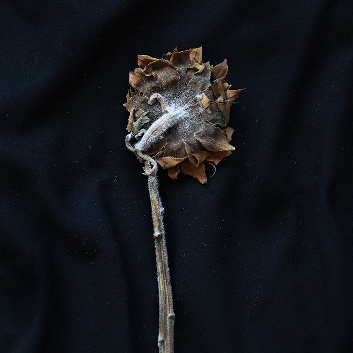 Thumbnail: Sunflower
