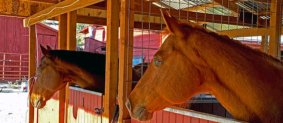 Two horse heads at their stalls