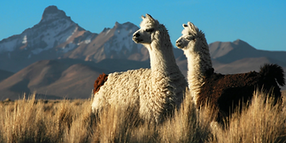Alpaca_s_in_the_Alto_Plano_Peru_N21_eaa8