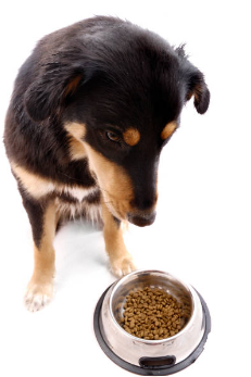 Un chien qui regarde tristement sa gamelle pleine de croquettes