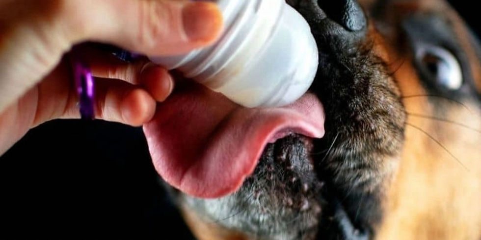 Un chien qui lèche un roll on rempli de pâté pour chien