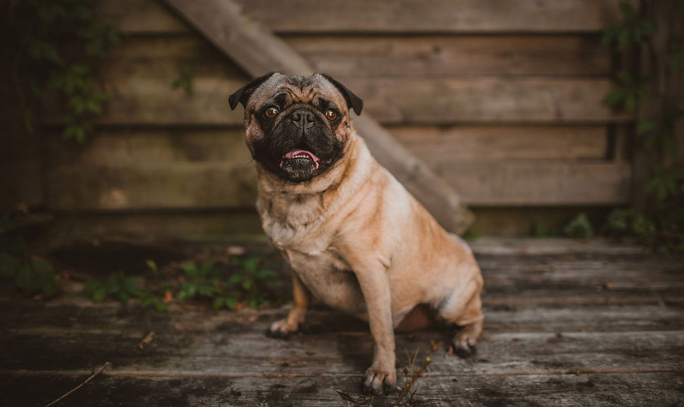 Pug sitting in front of a weathered wooden fence