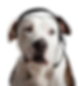 Untitled design (24).png