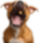 Untitled design (7).png