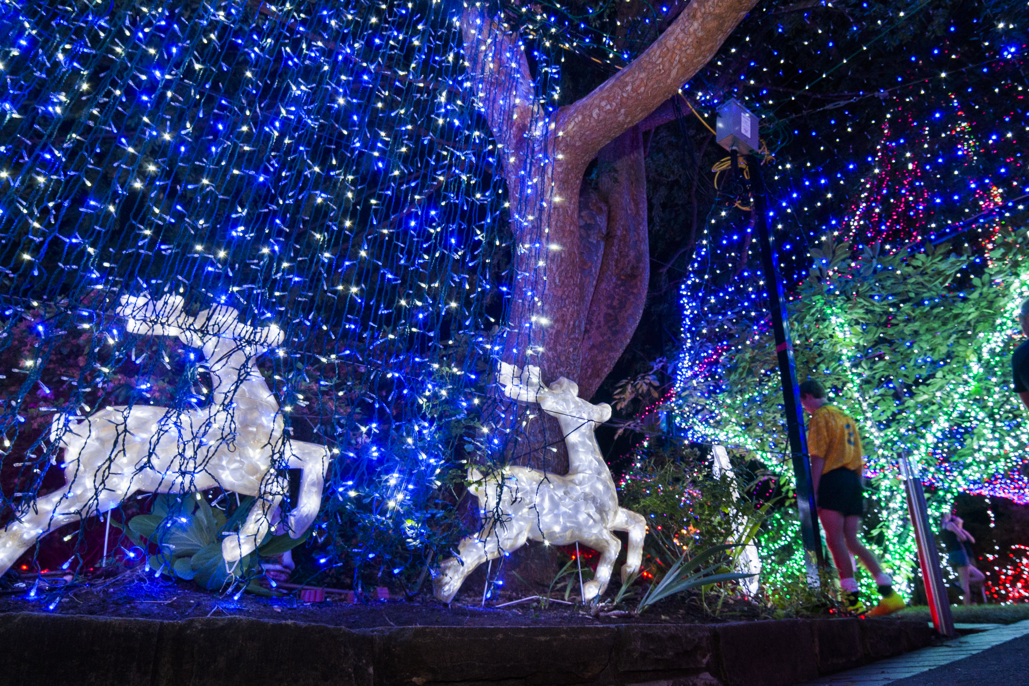 Forrest Christmas Lights - 2013