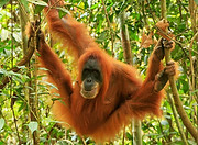 orang-outan-arbre-1024x576.jpg