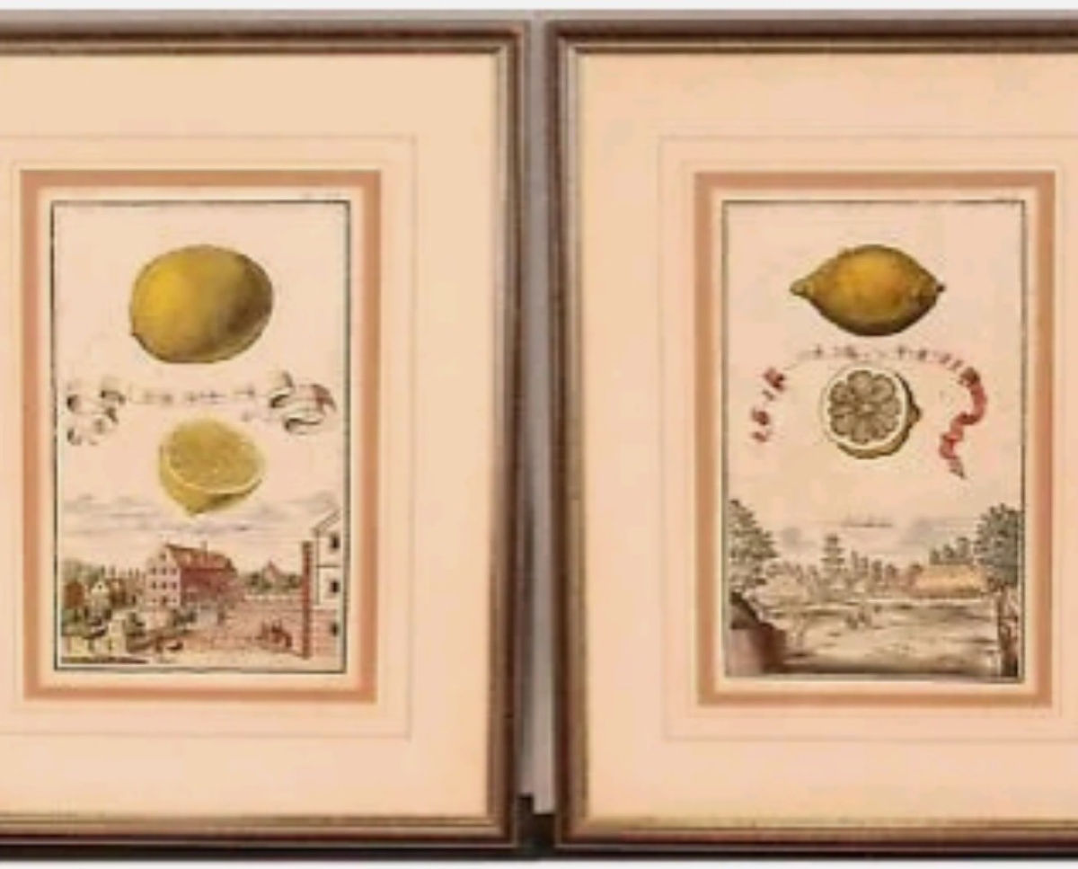 Pair of 18th Century Copperplate Engravings by Johann Volckamer