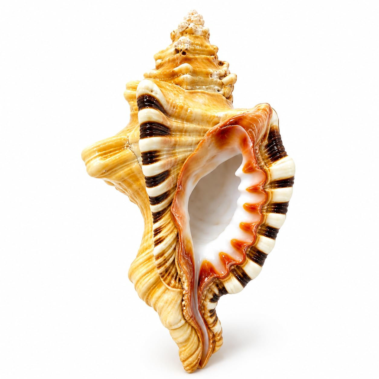 13L x 6.5W x 5.5H cm Ganesh Shankh Conch Shell