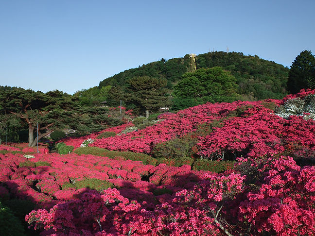 20200602-132719_小室山公園　つつじのコピー.jpg