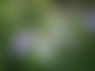 伊豆下田あじさい公園満開