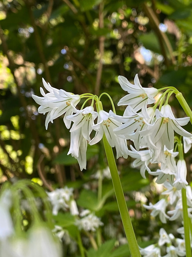 ハナニラ にらの匂い ハナニラ にらの匂い