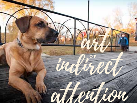 Your dog only behaves when you're around? Practice the Art of Indirect Attention