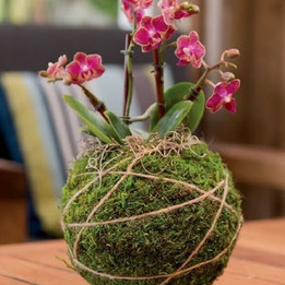 kokedama-aprenda-a-fazer.jpeg