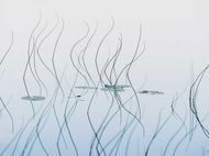 Finding Minimalism in a busy Landscape