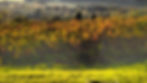Agriturismo Peccioli Poggio Novello