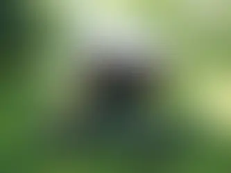 Building Belonging: More Than S'mores