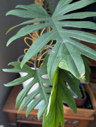 Philodenron mayoi AKA the palm-like philodendron