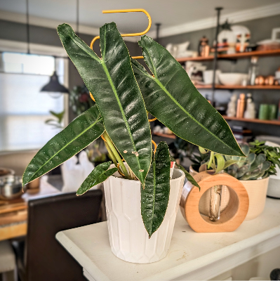 Billy is my Philodendron billietiae