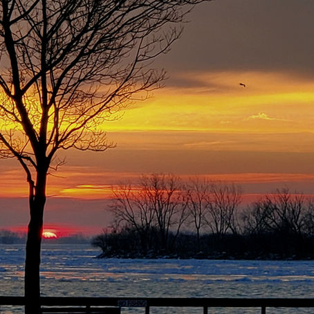 What I find so compelling about birds in flight