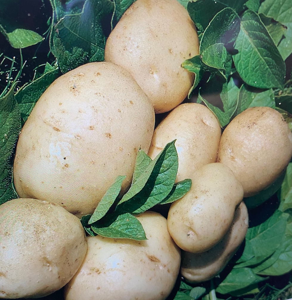 New Potatoes balls of flour
