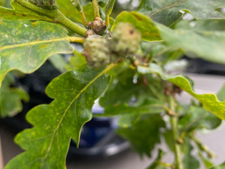 Keeping Ireland Green