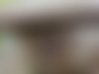 Courtown Woodland Stroll