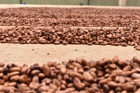 Cacao ¿Qué está pasando con los precios?