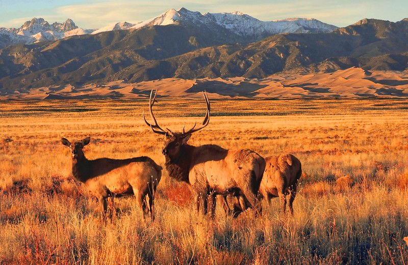 Wild Encounters: Wildlife Viewing in Saguache County