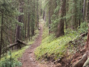 Tomichi Creek Trading Post Forest Trails