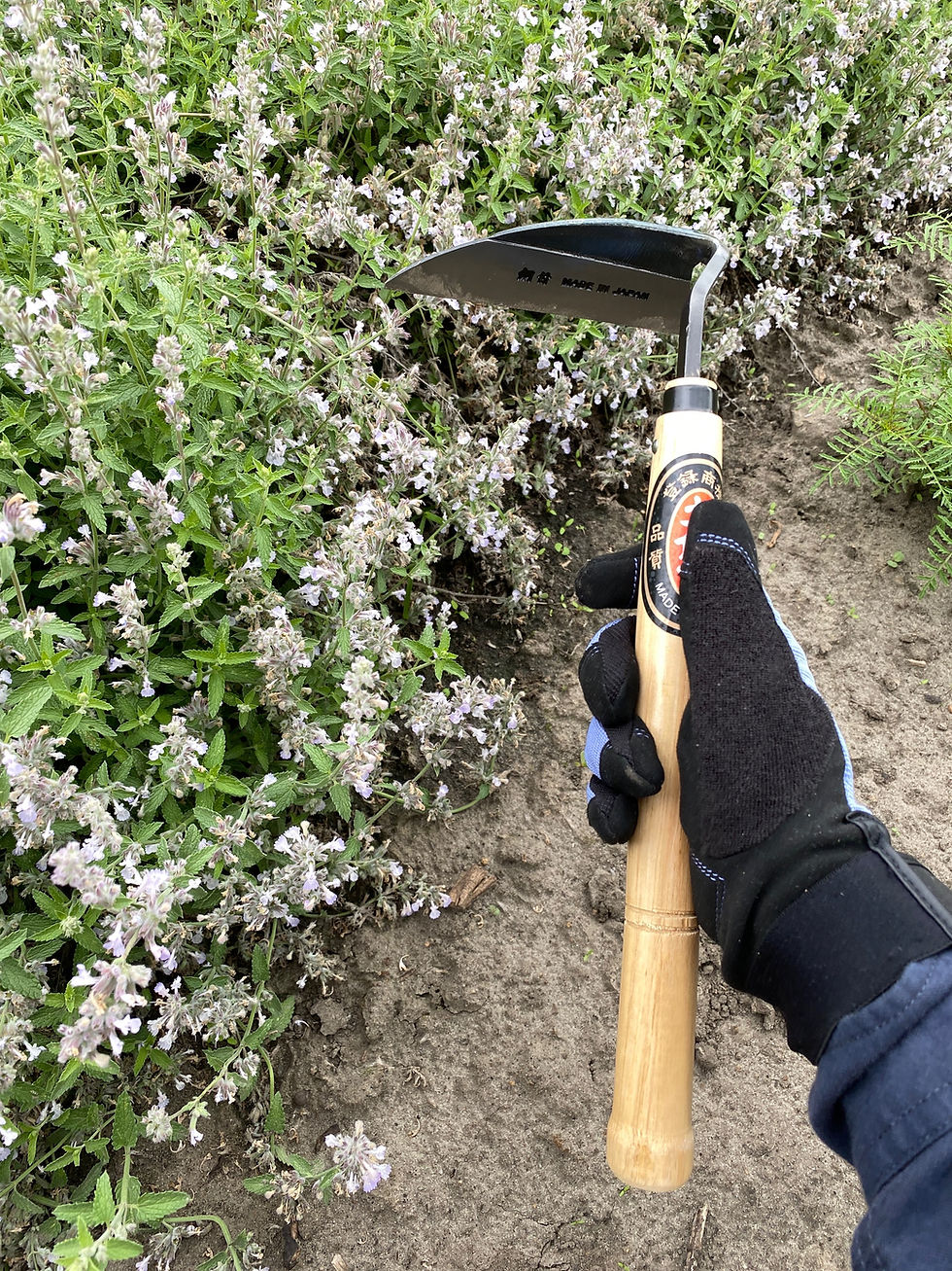 Миниатюра: Cапка японская (тяпка) 330 мм