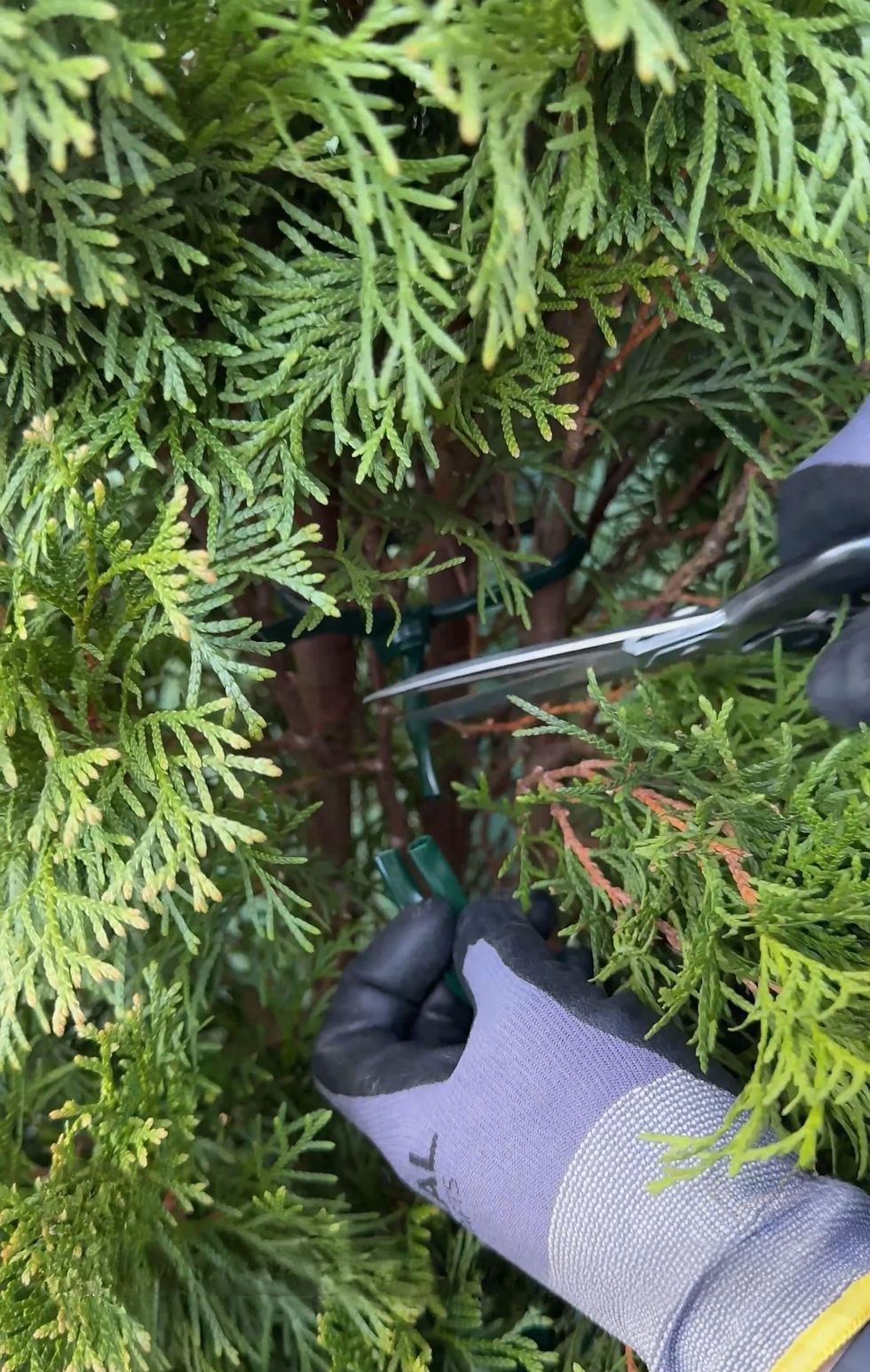 Миниатюра: Кембрик для подвязки растений 8 мм / 60 м CORDIOLI, Италия