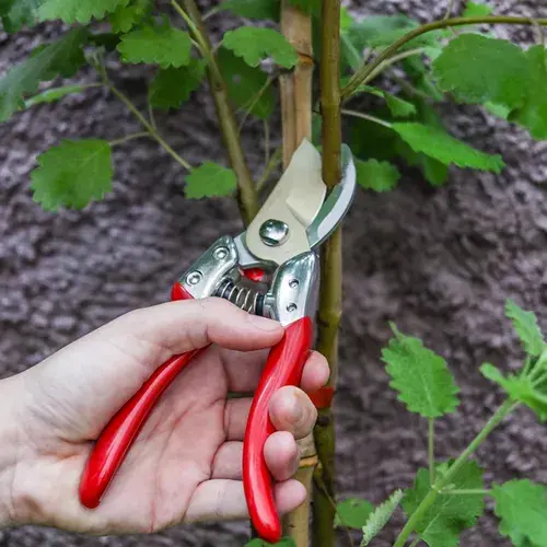 Миниатюра: Секатор Chikamasa PSA-G8 210mm