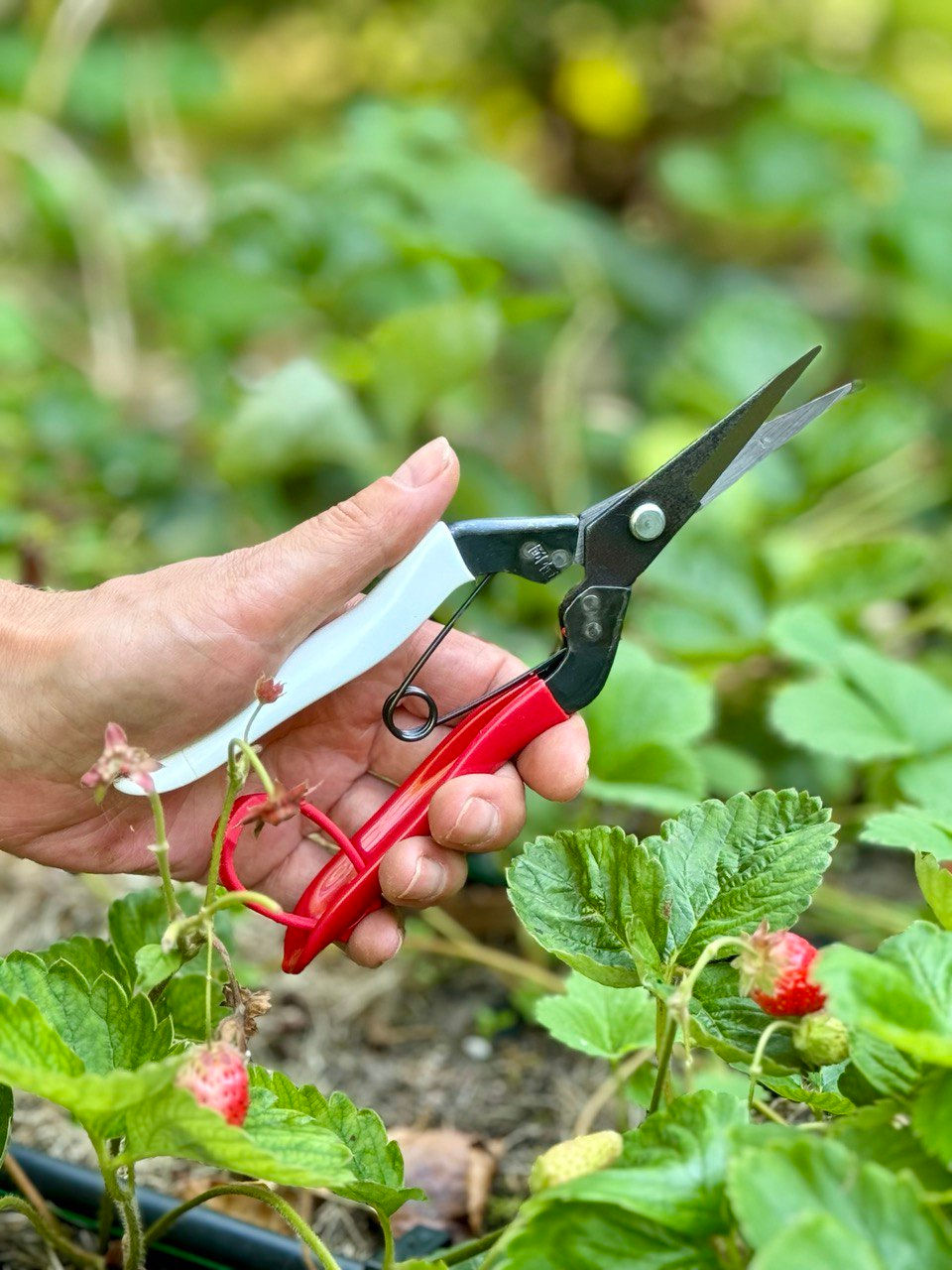 Миниатюра: Ножницы садовые Okatsune 190 мм (#304)