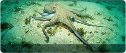 Pulpo común