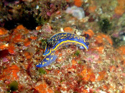 Anémona