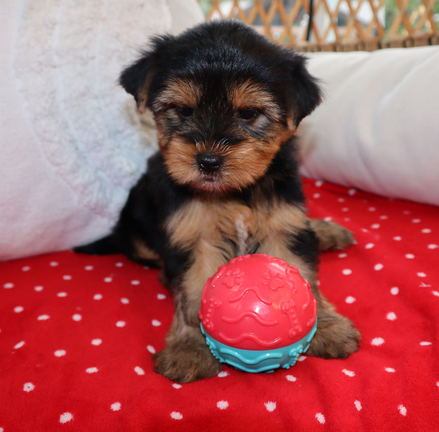 Photo chiot